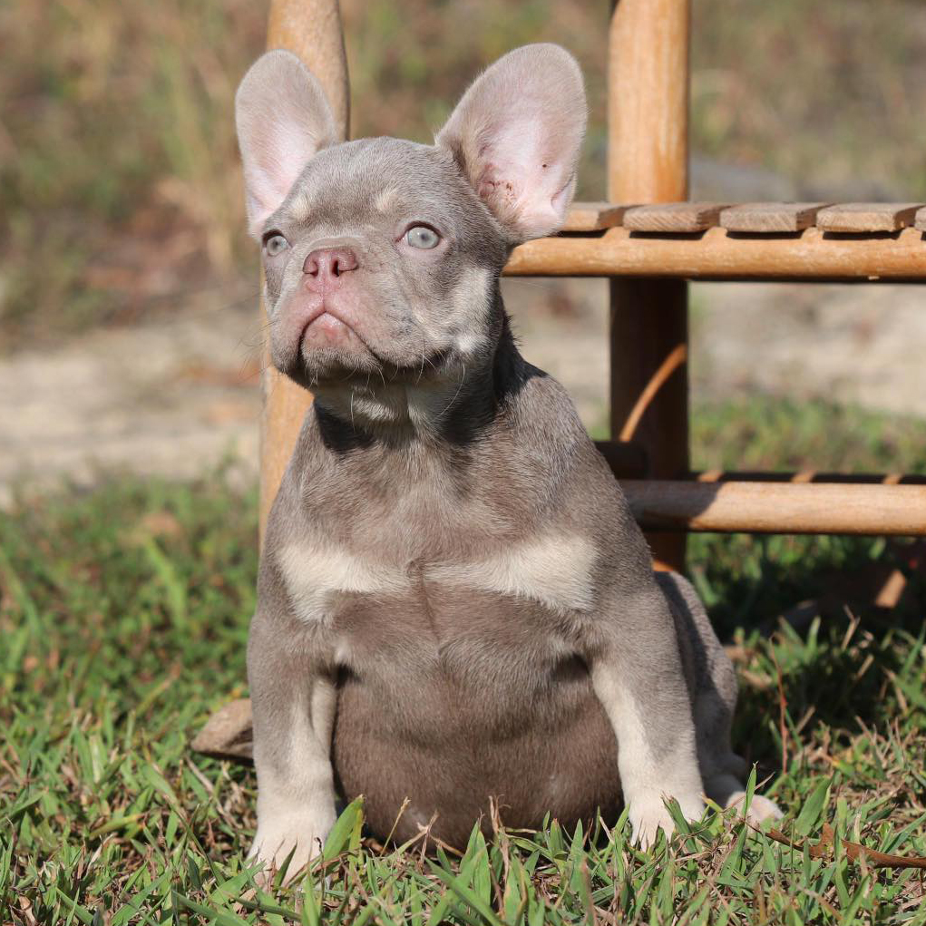 French bulldog isabella for hot sale sale